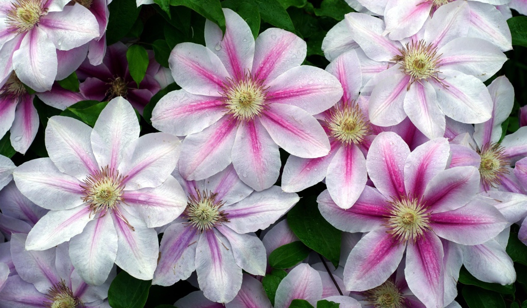 Розовые с белым цветы клематиса