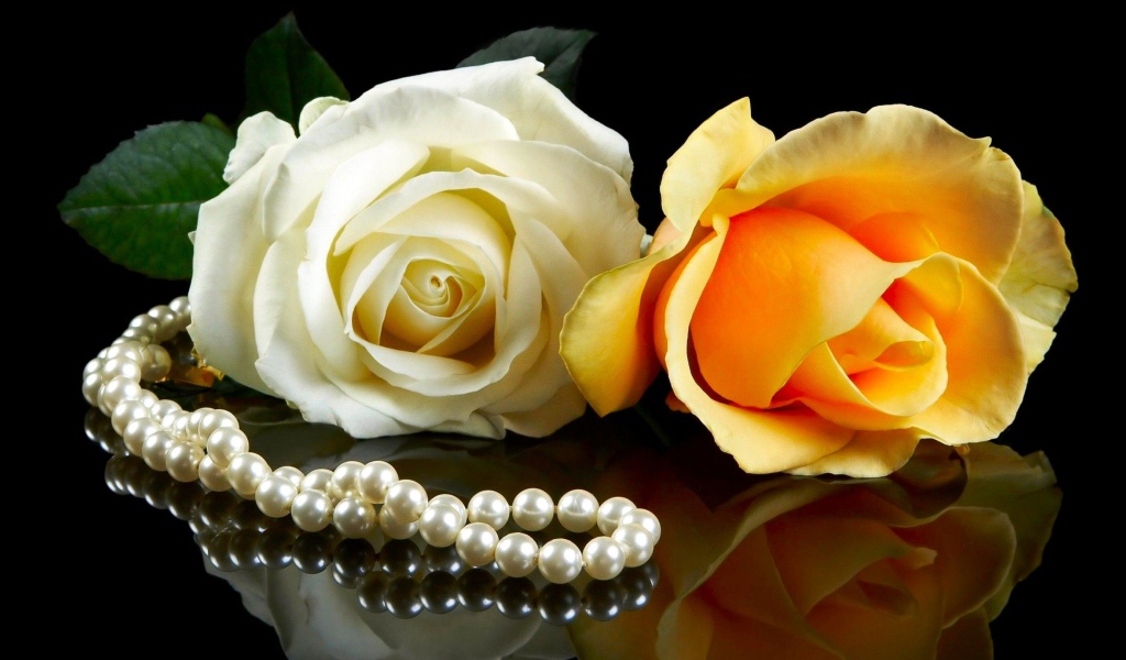 Розовая и желтая роза на черном фоне с бусами из жемчуга 