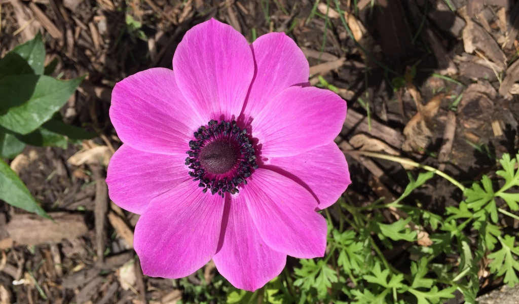 Розовых цветок анемоны на клумбе 