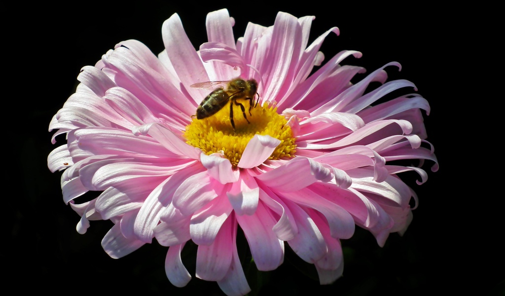 Розовая астра с пчелой на черном фоне