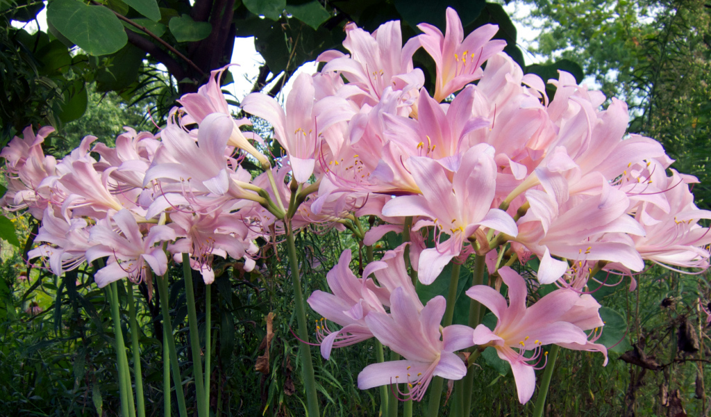 Розовые красивые лилии на клумбе