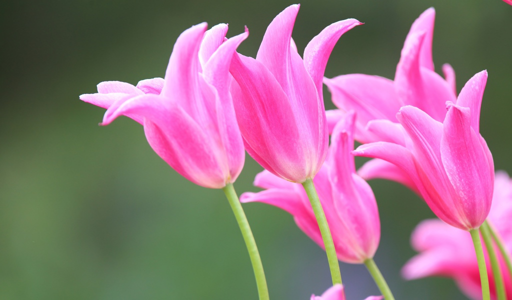 Розовые красивые весенние тюльпаны 