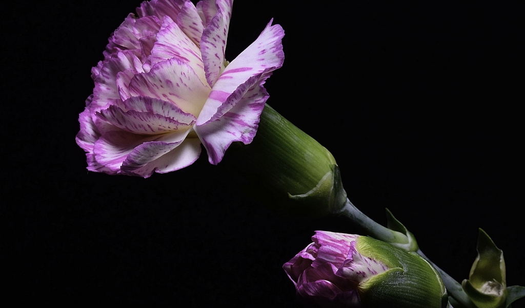 Розовая гвоздика с бутоном на черном фоне