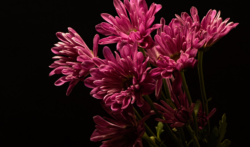 Розовые хризантемы на черном фоне