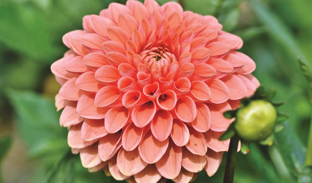 Розовая георгина с бутоном крупным планом