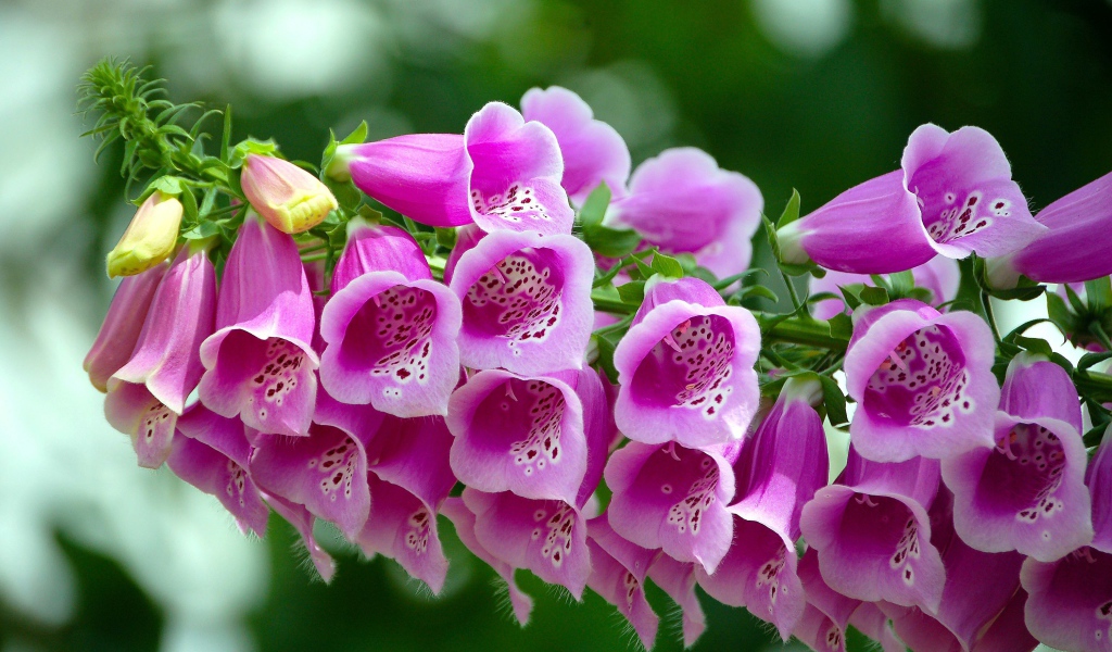 Розовые цветы наперстянка крупным планом