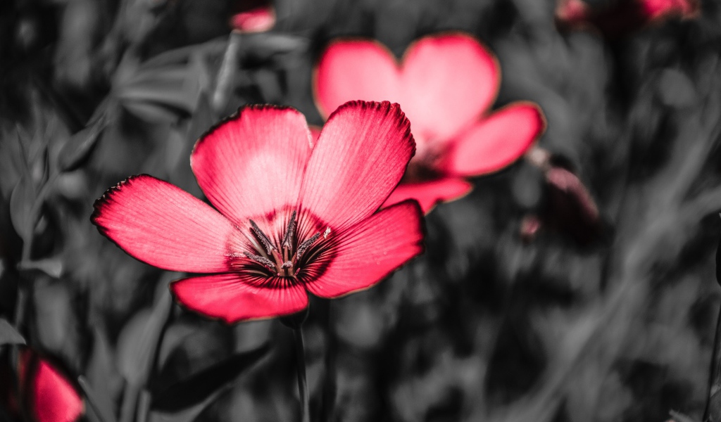 Розовые цветы на черном фоне крупным планом