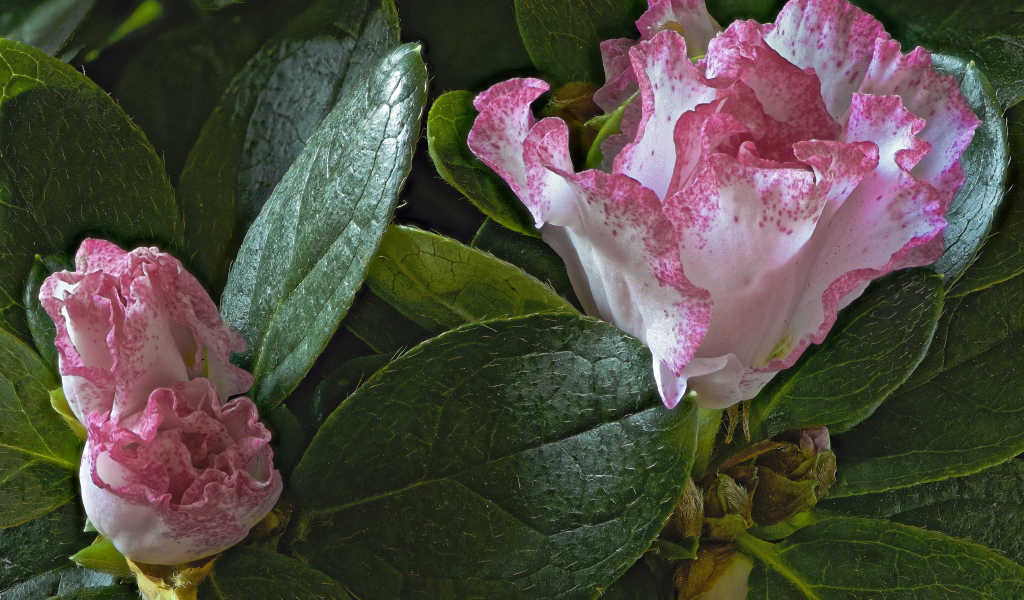 Розовые цветы рододендрон в зеленых листьях 