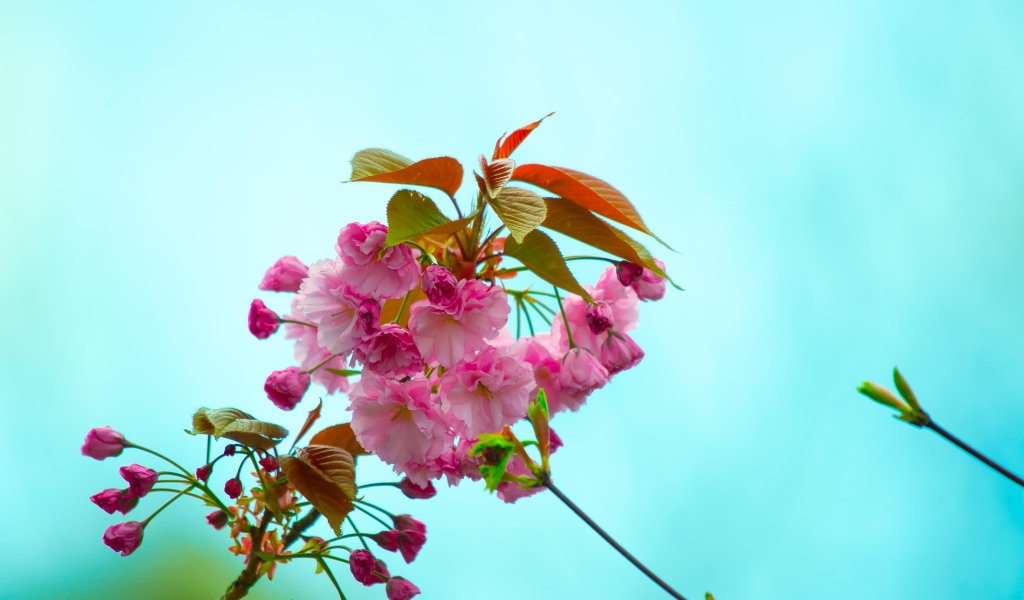 Розовые цветы с зелеными листьями на ветке на голубом фоне