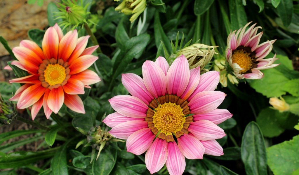 Розовые цветы газания с бутонами на клумбе