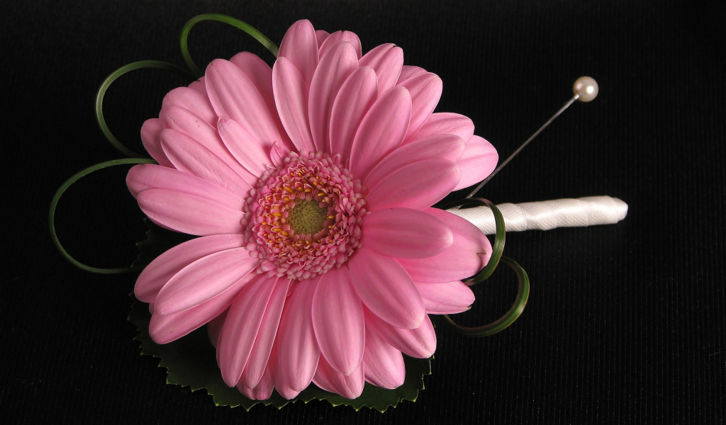 Розовый цветок герберы приколот к черной ткани