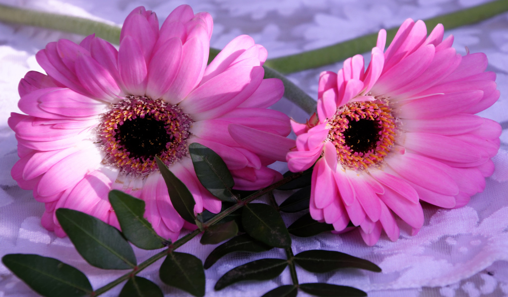 Розовые герберы с зелеными листьями 