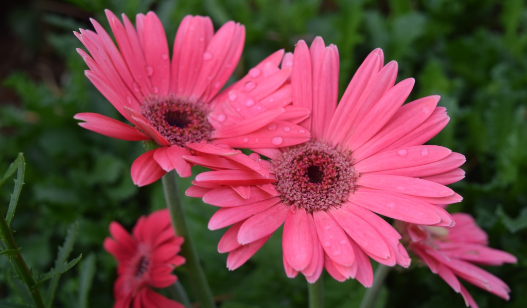 Розовые герберы с каплями воды на лепестках 