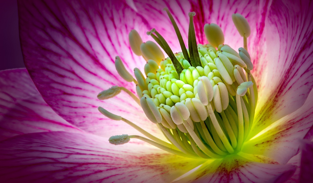 Розовый цветок морозник крупным планом