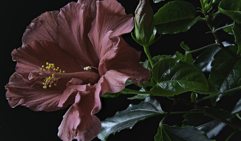 Розовый цветок гибискуса с бутоном и зелеными листьями на черном фоне