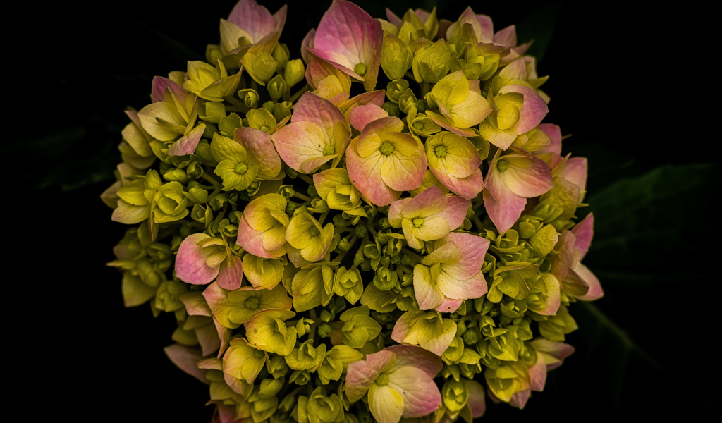 Розовый цветок гортензии распускается на черном фоне