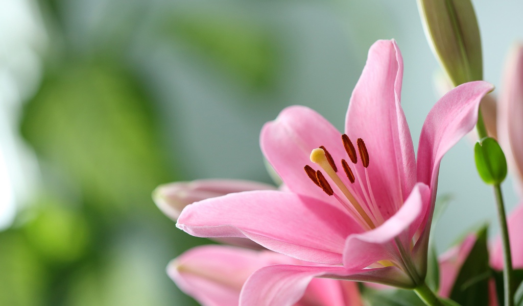 Розовая лилия с бутоном крупным планом