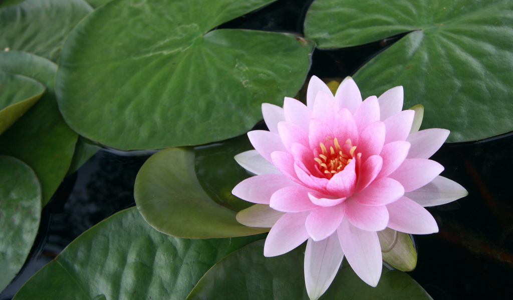 Розовый цветок лотоса в воде с большими зелеными листьями 