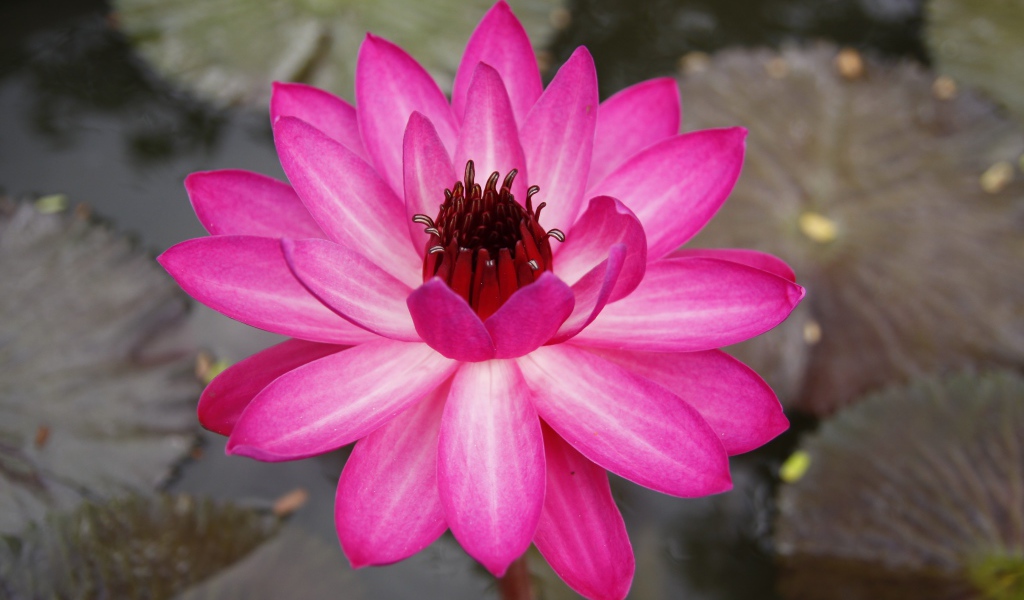 Розовый цветок лотоса с листьями в воде