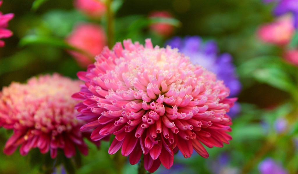 Розовый пышный цветок астры крупным планом