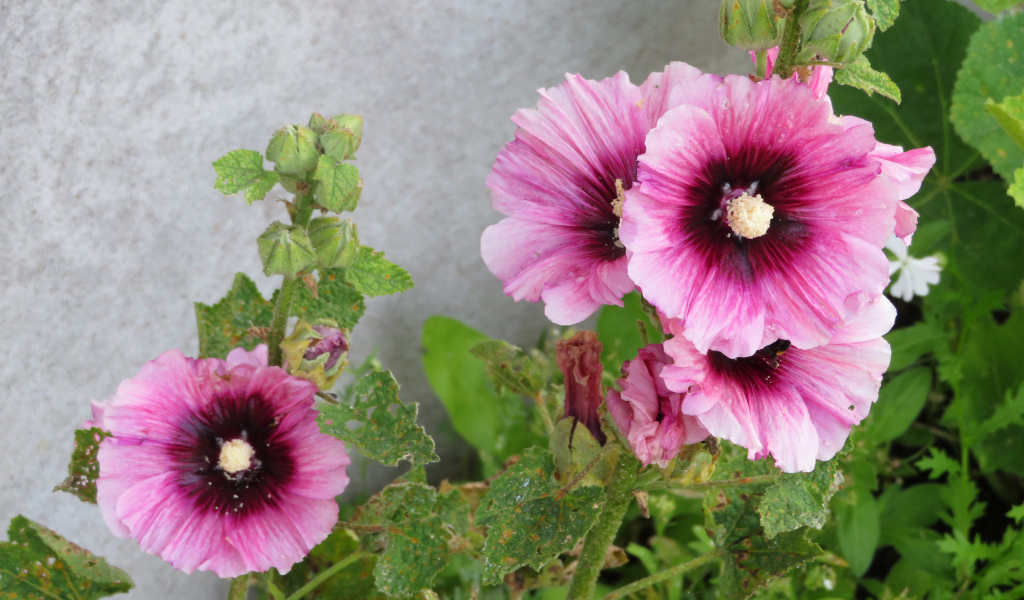Розовые цветы мальва у стены