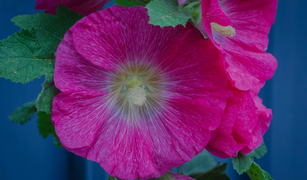 Розовые цветы мальвы с зелеными листьями крупным планом