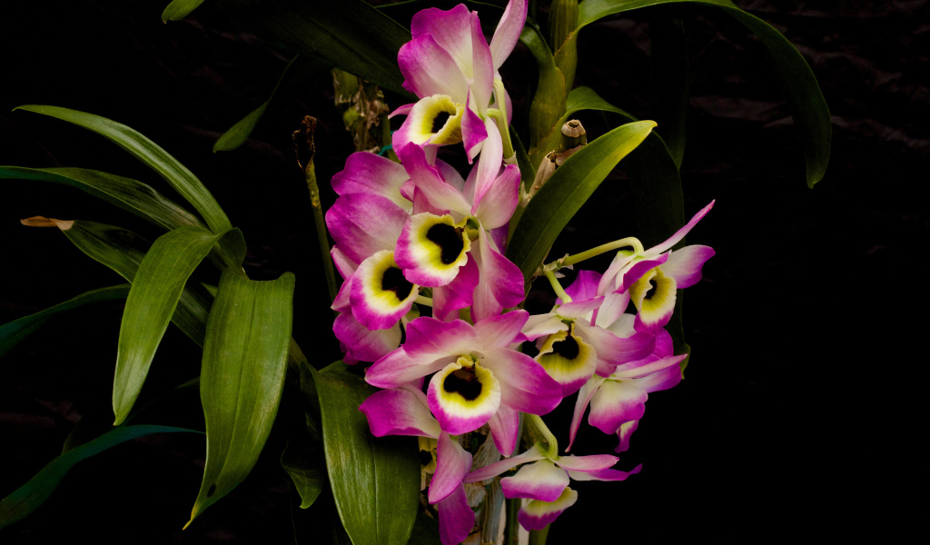 Розовые цветы орхидеи с зелеными листьями на черном фоне