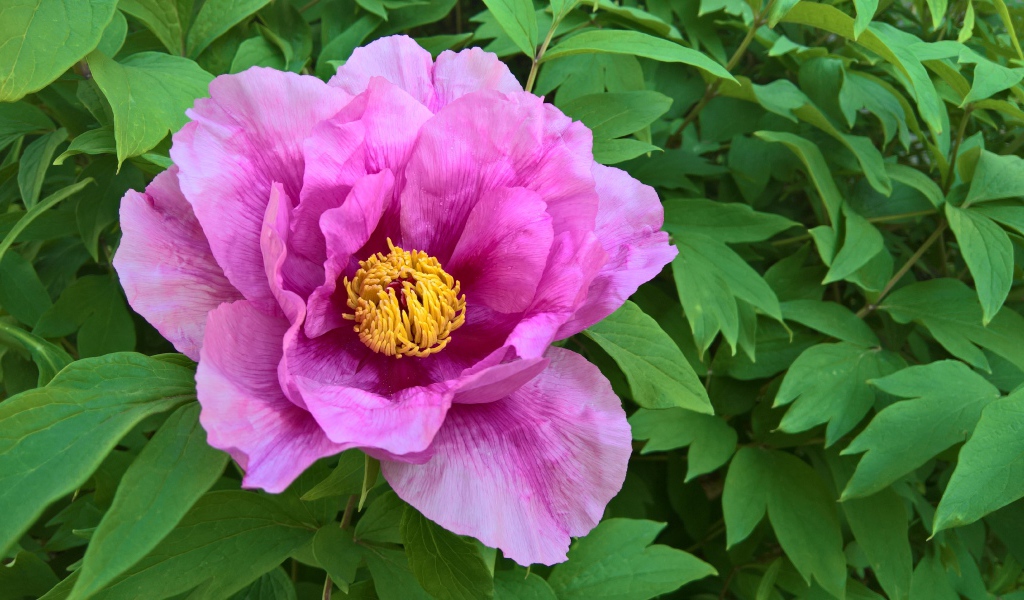 Розовый цветок пиона на клумбе крупным планом