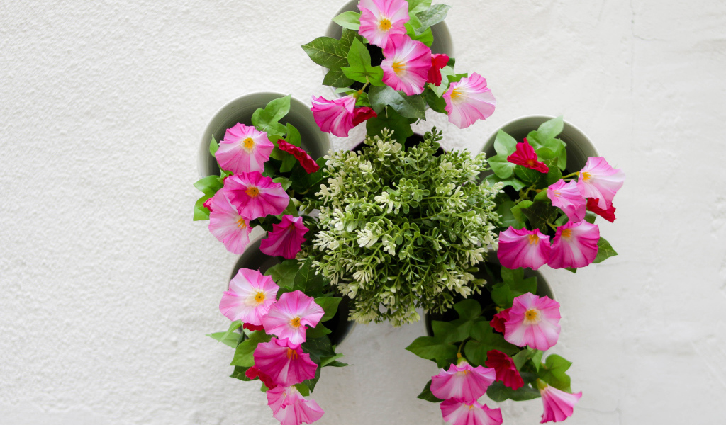 Розовые цветы петунии на сером фоне