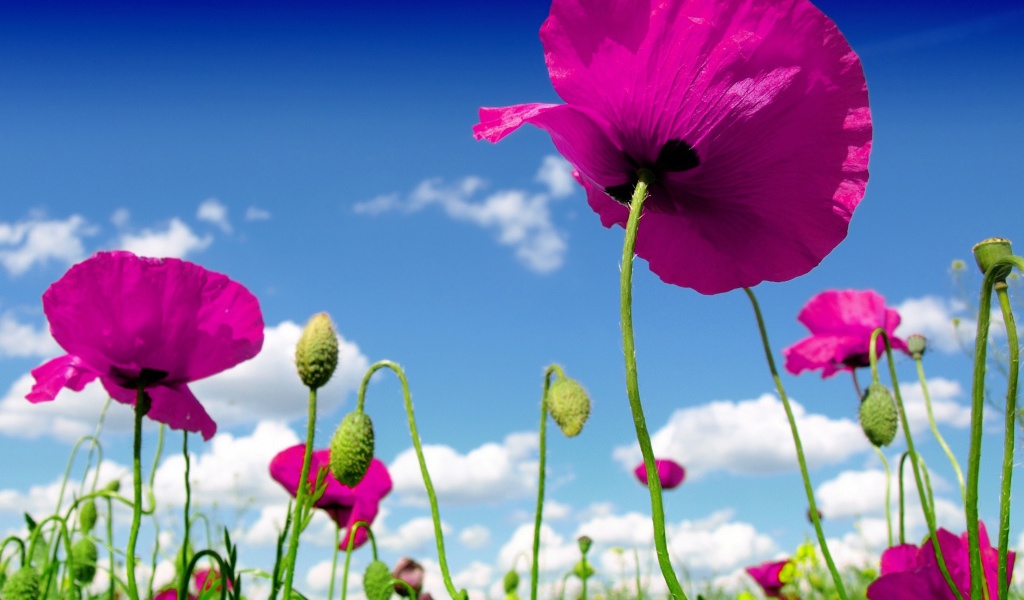 Розовые маки на фоне голубого неба 