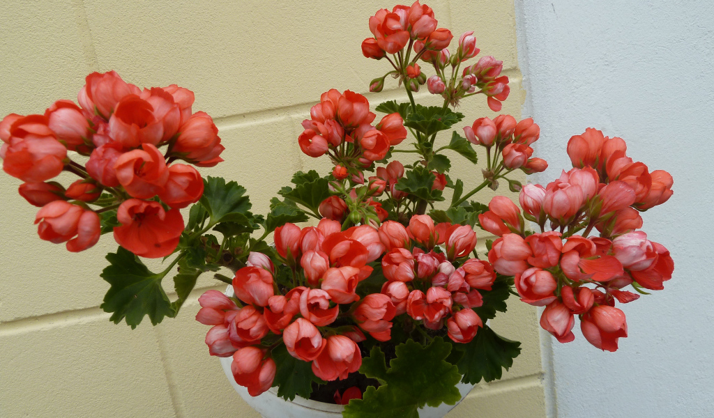 Розовые комнатные цветы герань в горшке