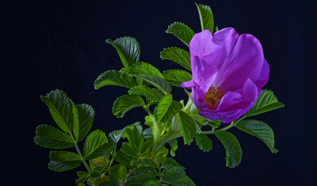 Розовая роза с зелеными листьями на синем фоне