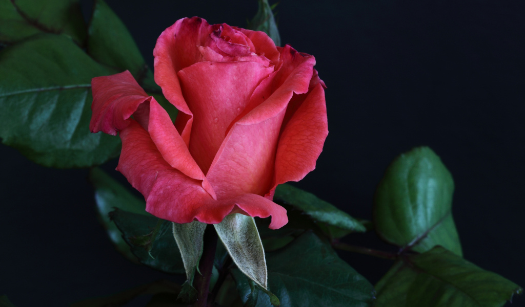 Розовая роза с крупными зелеными листьями на сером фоне