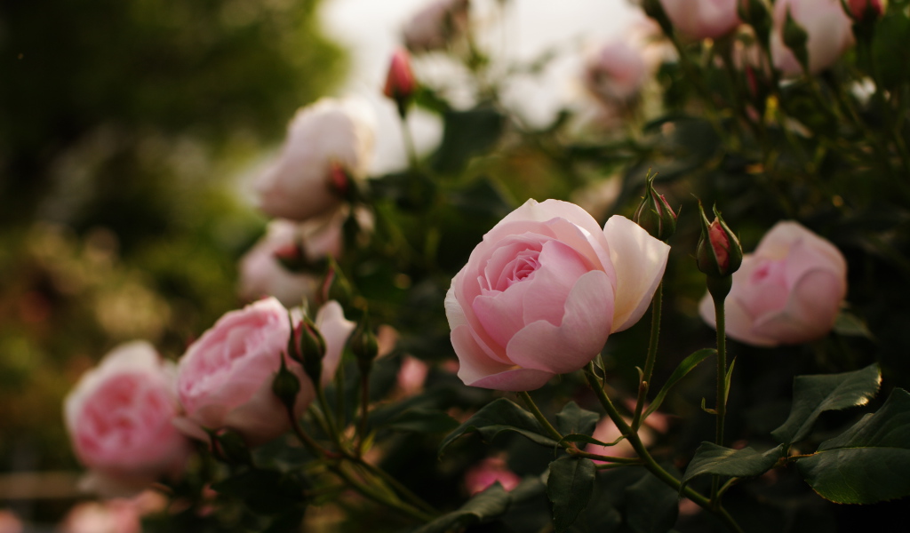 Розовые розы с бутонами на клумбе 