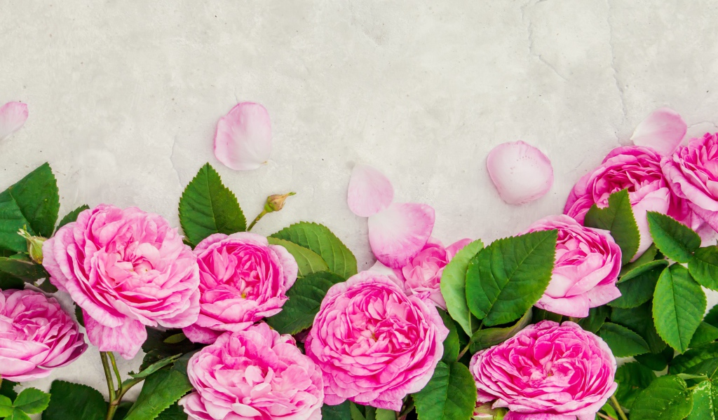 Розовые розы с лепестками на сером фоне