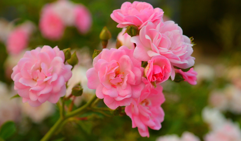 Розовые мелкие розы с бутонами на клумбе
