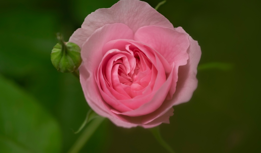 Розовая нежная роза с бутоном крупным планом