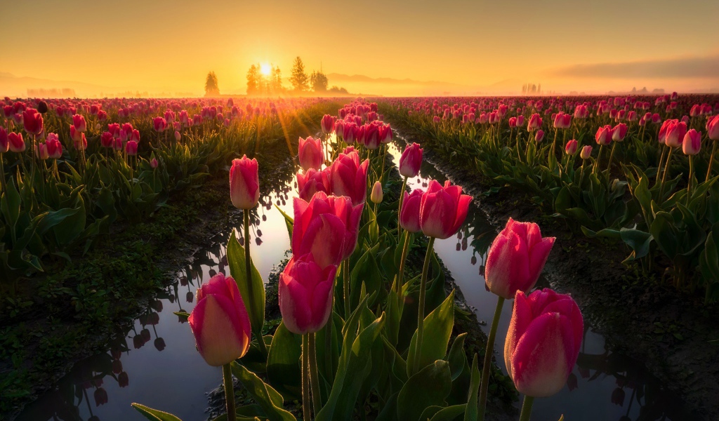 Розовые тюльпаны на рассвете после дождя 