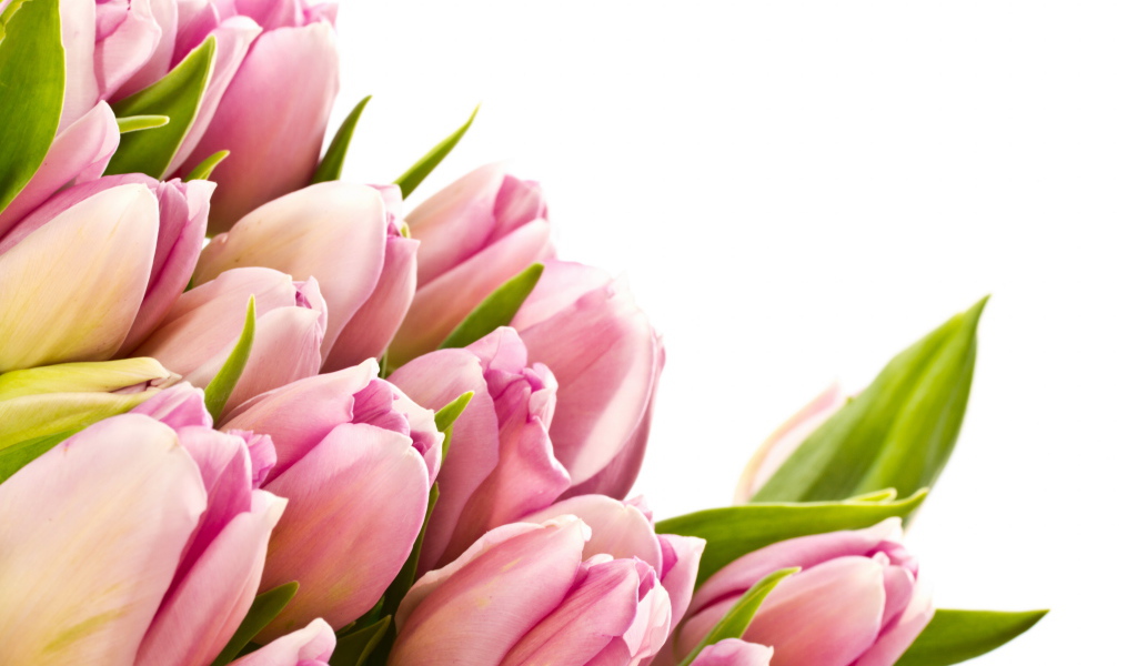 Розовые тюльпаны с зелеными листьями на белом фоне 