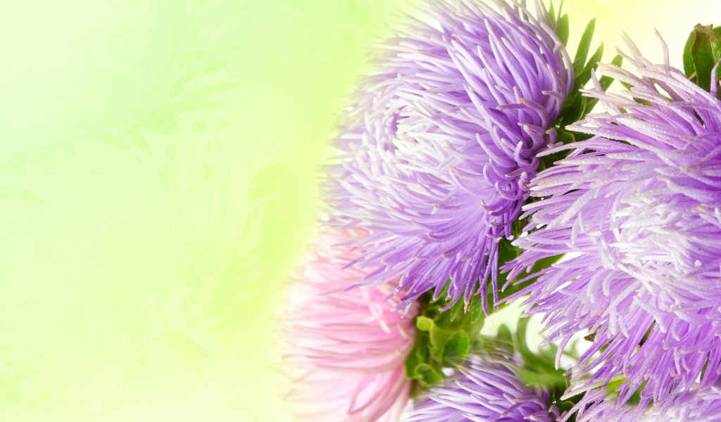 Фиолетовые астры на зеленом фоне