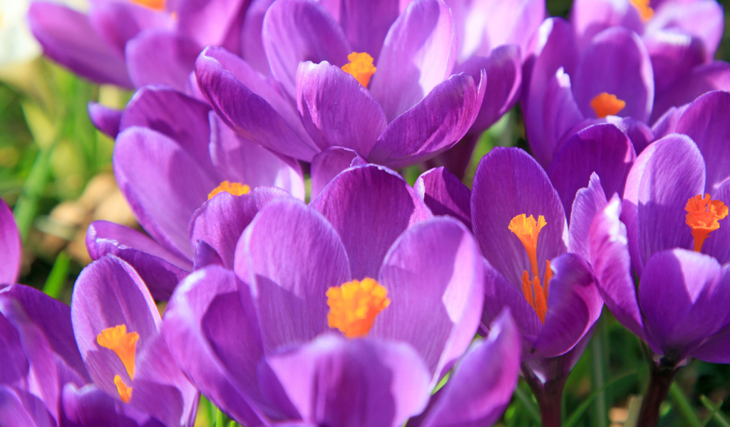 Фиолетовые крокусы в лучах солнца крупным планом