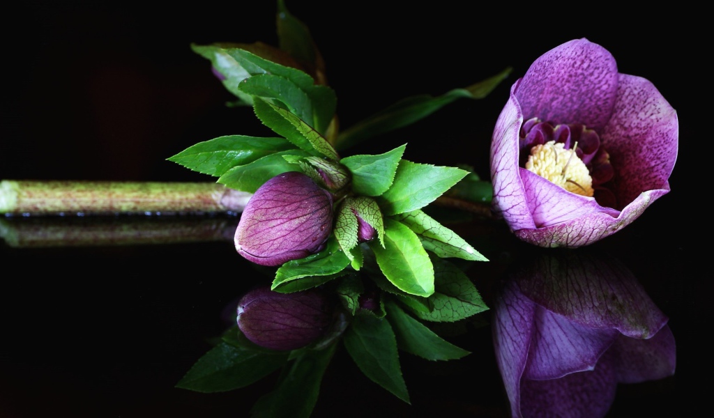 Фиолетовый цветок морозник на черном фоне