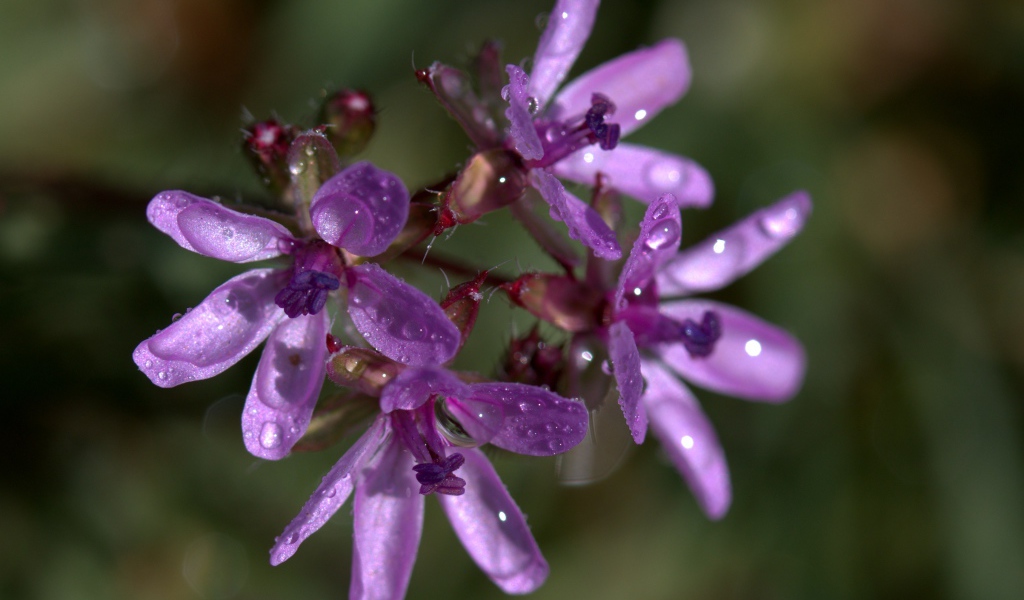 Фиолетовый цветок петрея в каплях росы