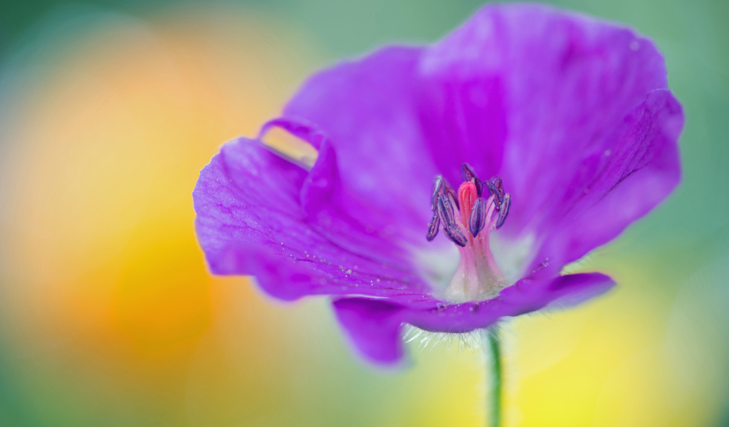 Фиолетовый цветок герани крупным планом