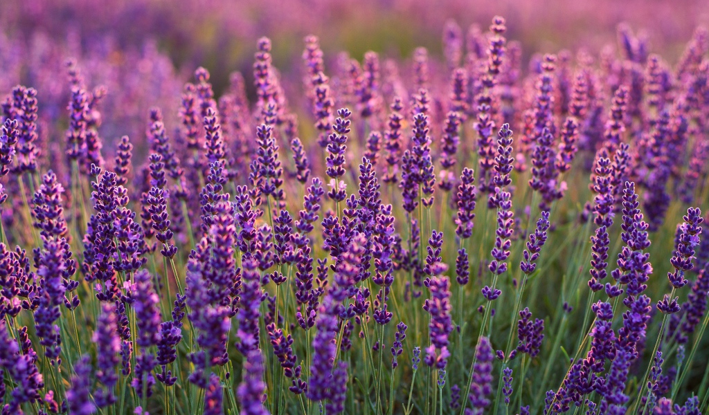 Фиолетовые цветы лаванды на поле крупным планом