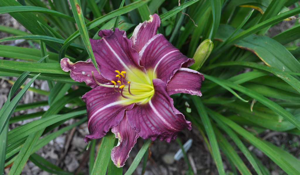 Фиолетовая лилия в зеленых листьях 