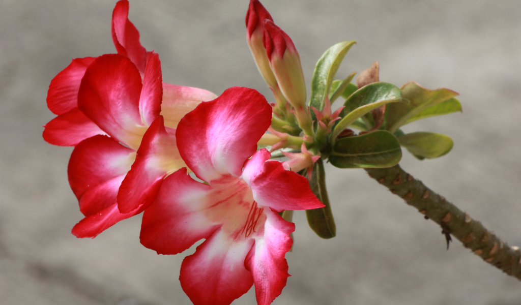 Красные с белым цветы кампсис с бутонами на ветке