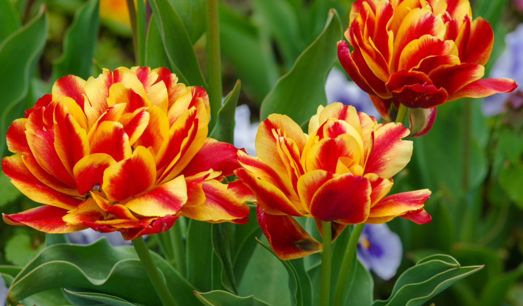 Красные с желтым цветы тюльпаны на клумбе