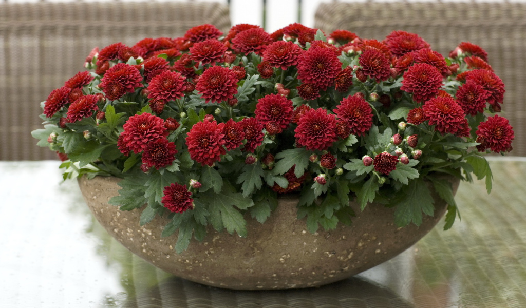 Красные красивые цветы хризантемы на клумбе