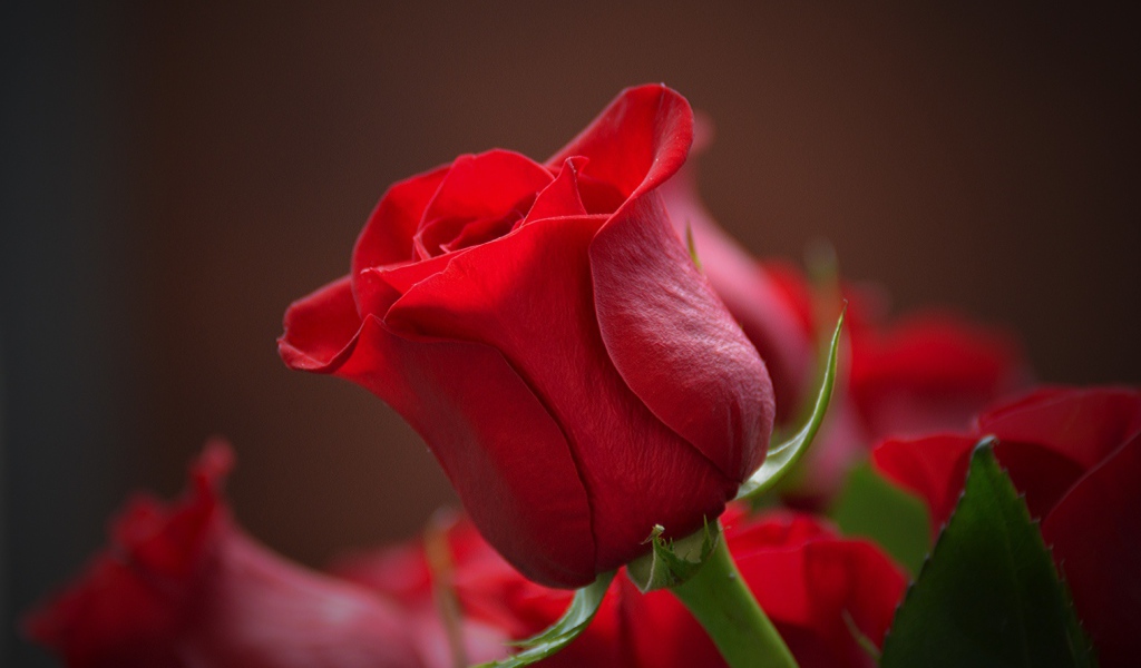 Красная английская роза крупным планом